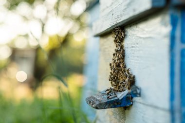 Arılar yazın uçar ve kovanlara geri döner. Bahçedeki kovanın yakınında arılar uçuşuyor..