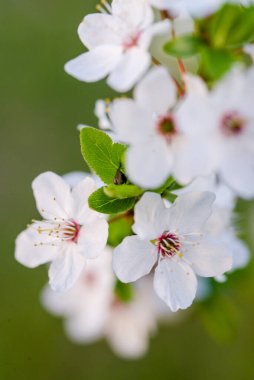 Meyve ağacının çiçek açan dalı. İlkbaharda kiraz çiçek açtı. Birçok beyaz çiçek bir meyve dalında açar..