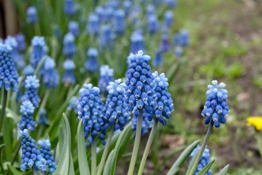 Blooming mouse hyacinth in spring in the garden. Beautiful small blue flowers bloomed in the garden in spring.