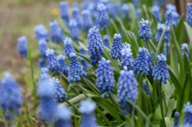 Blooming mouse hyacinth in spring in the garden. Beautiful small blue flowers bloomed in the garden in spring.