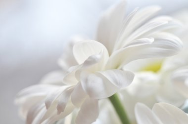 Daisy güzel beyaz çiçek