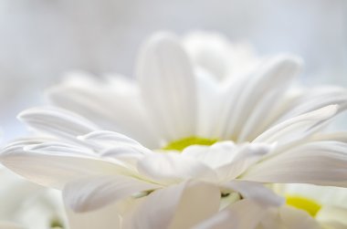 Daisy güzel beyaz çiçek