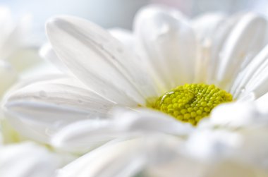 Daisy güzel beyaz çiçek