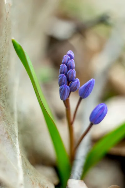 Bluebells flores azules —  Fotos de Stock