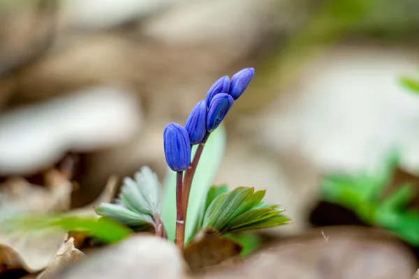 A Bluebells kék virágok — Stock Fotó