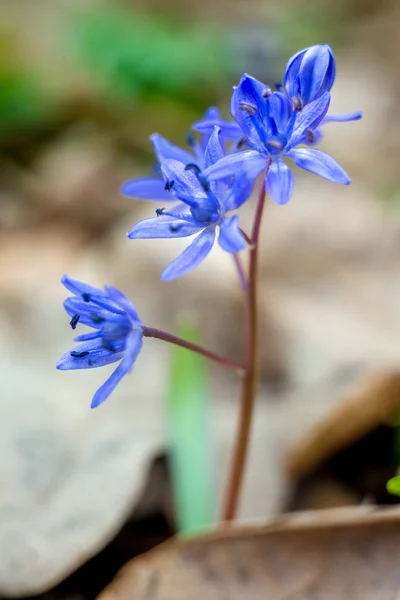 Bluebells blå blommor — Stockfoto