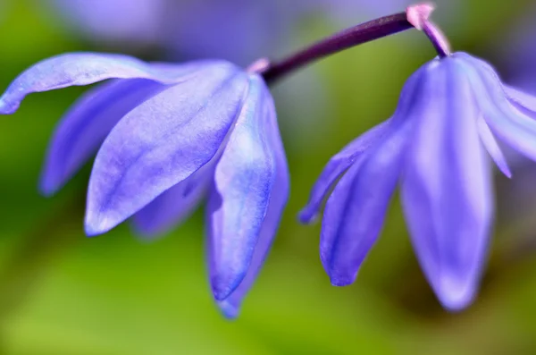 A Bluebells kék virágok — Stock Fotó