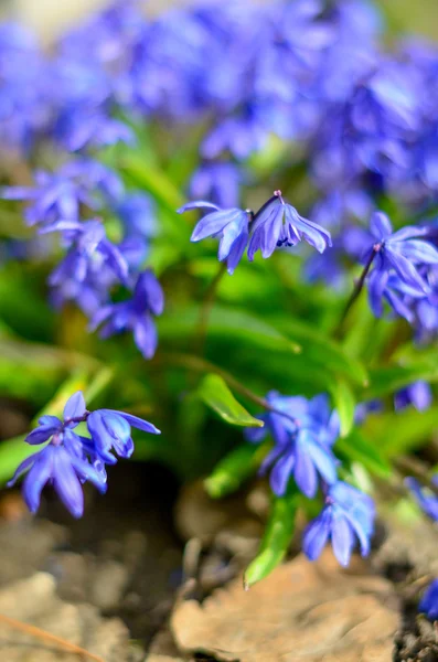 Bluebells flores azules —  Fotos de Stock