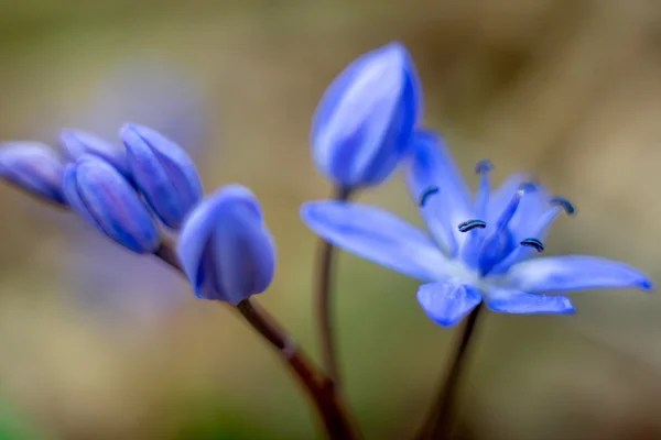 Bluebells blue flowers — Stock Photo, Image