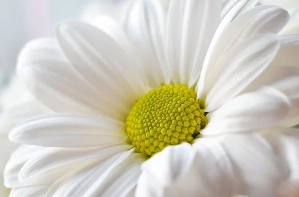Daisy beautiful white flower — Stock Photo, Image