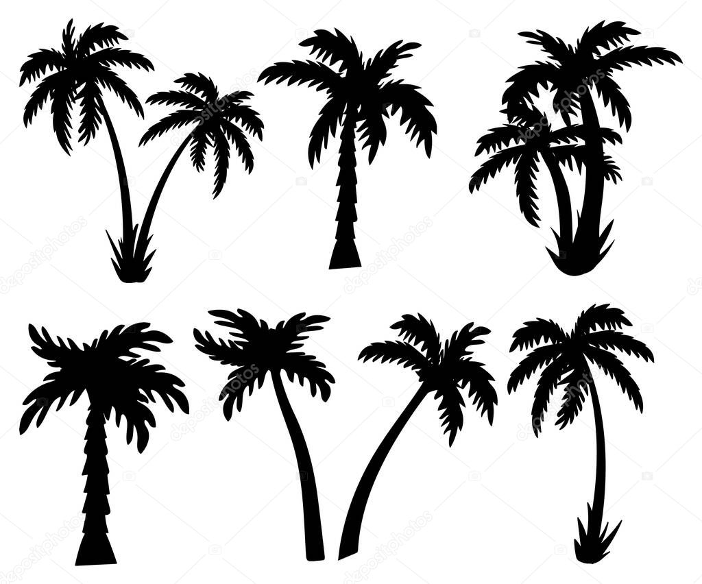 palm. Vector illustration. silhouette