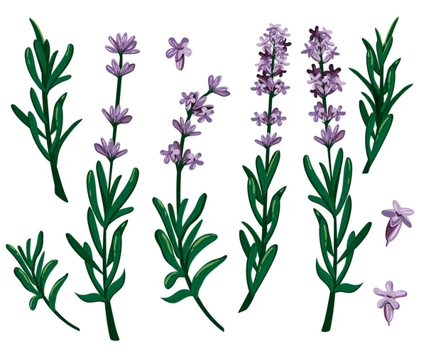 Lavendelbloemen Vectorafbeeldingen Eps — Stockvector