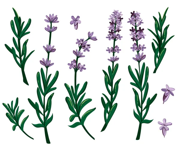 Flores Lavanda Gráficos Vectores Eps — Vector de stock