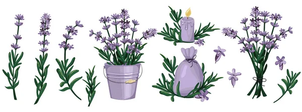Lavendel Vectorafbeeldingen Eps — Stockvector