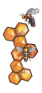 İki arı, bal peteği. Suluboya vektörü. eps