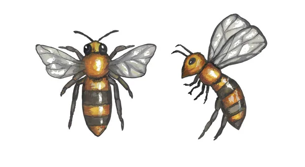 Акварельні Бджоли Векторні Ілюстрації Формат Eps — стоковий вектор