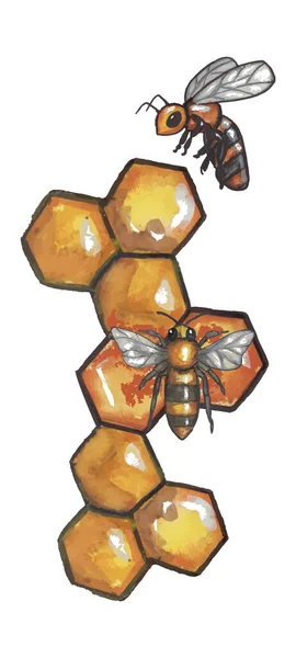 Two Bees Honeycomb Watercolor Vector Eps — 스톡 벡터
