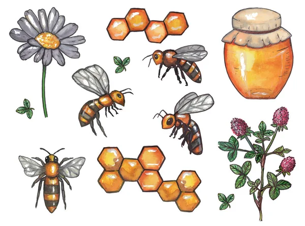 Honey Bees Honeycomb Flower Chamomile Clover Watercolor Vector Eps Format — 스톡 벡터