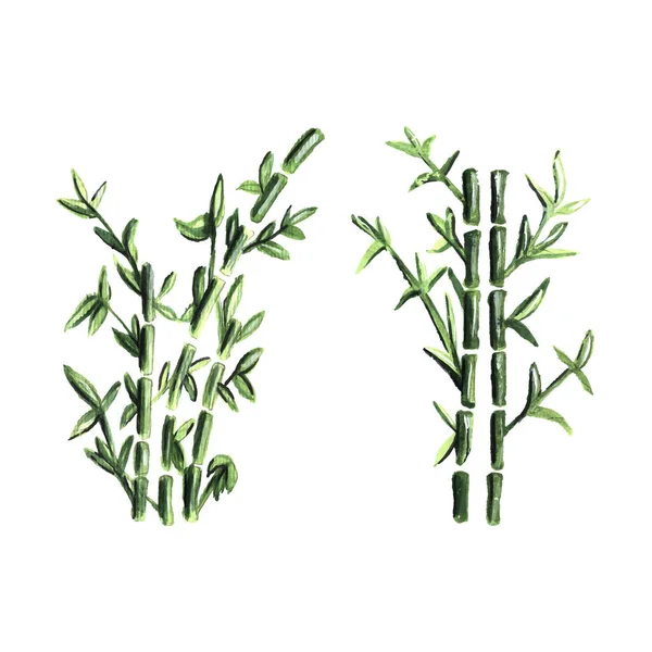 Aquarellzeichnung Bambus Vektorillustration Eps Format — Stockvektor