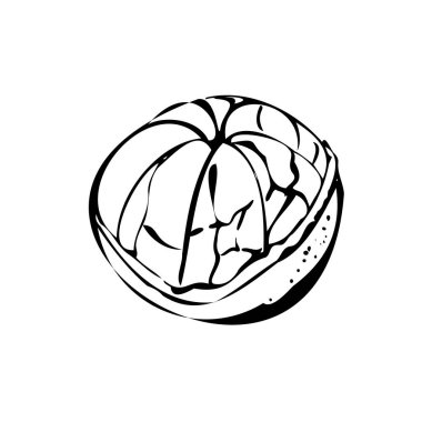 Beyaz izole edilmiş arka planda yaprakları olan bir Mandarin 'in vektör çizimi. Siyah ve beyaz özet.