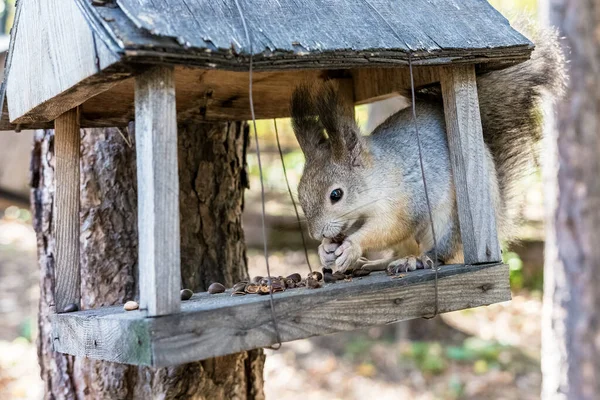 Help for wild animals. The squirrel sits in the feeder and nibbles nuts.