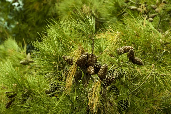 Koniler dallar üzerinde