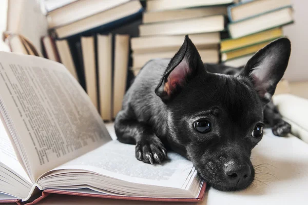 Livro de leitura de cachorro preto na biblioteca — Fotografia de Stock