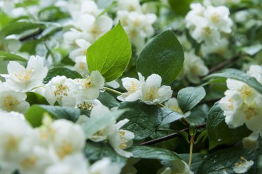 Beyaz Yasemin çiçekleri