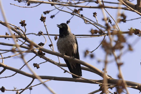 Crow on branch — Stock Photo, Image