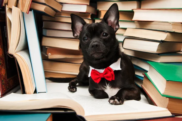 Cão preto com livro de leitura em arco na biblioteca — Fotografia de Stock