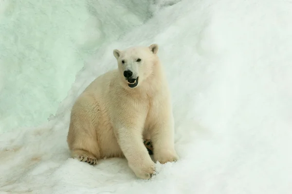 White bear with snow Royalty Free Stock Photos