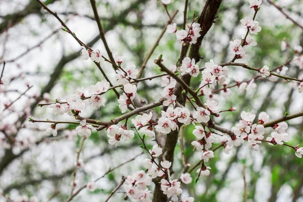 Kiraz çiçeği dalı.