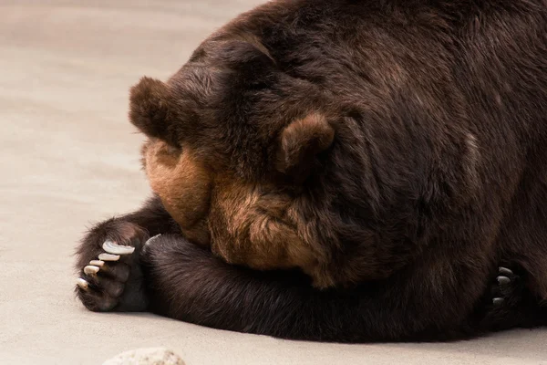 Grizzly bear sleeps — Stock Photo, Image