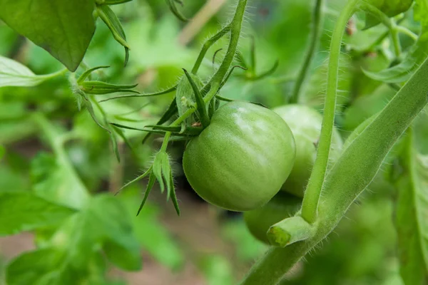 Green tomatoes on branch Stock Image