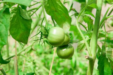 Sera dalında yeşil domates