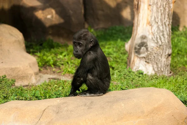 Gorila bebê sentado em uma pedra — Fotografia de Stock