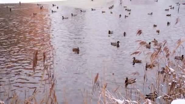 Залив Дикой Утки Зимой Купается Реке — стоковое видео