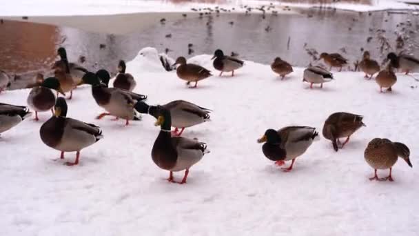 Kaczki Pływają Jeziorze Zimą Stado Kaczek Przygotowuje Się Lotu Ciepłych — Wideo stockowe