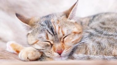 Kapalı bir yerde yetişkin bir tekir kedi koltukta uyur ve rüyasında dudaklarını yalar ve evin içinde uyanır. Doğal gün ışığı. Kedileri beslemek. 4k