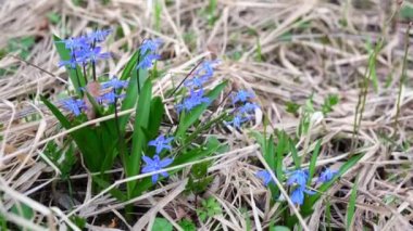 Scilla Siberica ya da mavi kar damlaları bir bahar günü rüzgarda sallanıyor. Güzel ve narin mavi çiçekler
