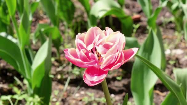 Gros Plan Tulipes Roses Soufflant Doucement Dans Vent Fleurs Tulipes — Video