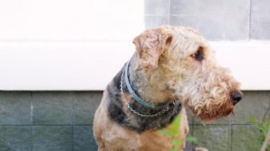 Portre. Yetişkin bir köpek cinsi Airedale Teriyeri evin yanındaki gölgede oturur ve dinlenir ve etrafa bakar.
