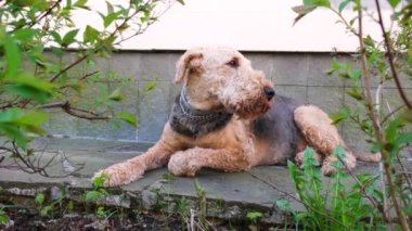 Yetişkin bir köpek cinsi Airedale Teriyeri evin yanındaki gölgede yatar ve dinlenir ve etrafa bakar.