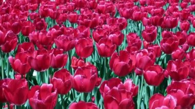 Birçok kırmızı ve bordo laleler parkta açık bir alanda rüzgarda sallanıyor. Sevgililer günü için tebrik kartı konsepti, anneler günü, uluslararası kadınlar günü, çiçek teslimatı. 4k