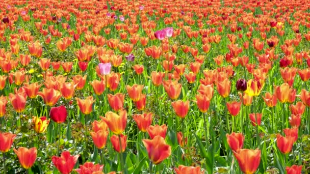 De nombreuses tulipes orange se balancent dans le vent dans un espace ouvert du parc. Concept d'une carte de vœux pour la Saint Valentin, fête des mères, journée internationale des femmes, livraison de fleurs. 4k — Video