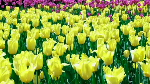 De nombreuses tulipes jaunes se balancent dans le vent dans un espace ouvert du parc. Concept d'une carte de vœux pour la Saint Valentin, fête des mères, journée internationale des femmes, livraison de fleurs. 4k — Video