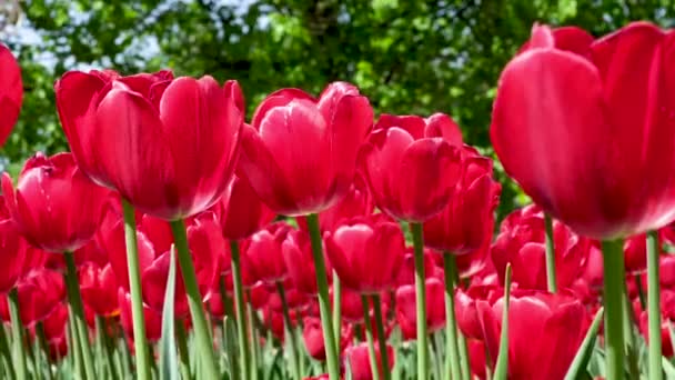 De nombreuses tulipes rouges et bordeaux se balancent dans le vent dans un espace ouvert du parc. Concept d'une carte de vœux pour la Saint Valentin, fête des mères, journée internationale des femmes, livraison de fleurs. 4k — Video