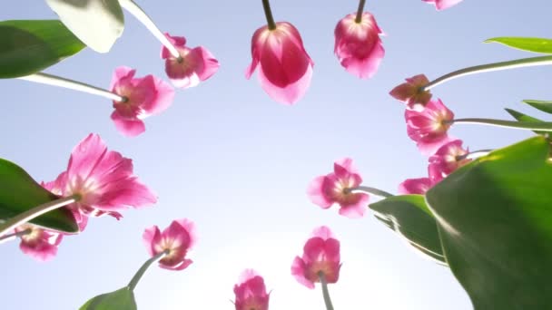 Los tulipanes rosados se balancean en el viento en la vista inferior del parque contra el cielo azul en un día soleado. Concepto de una tarjeta de felicitación para el día de San Valentín, día de la madre, día internacional de la mujer, entrega de flores. 4k — Vídeos de Stock
