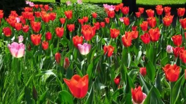 Birçok kırmızı ve pembe laleler parkta açık bir alanda rüzgarda sallanıyor. Sevgililer günü için tebrik kartı konsepti, anneler günü, uluslararası kadınlar günü, çiçek teslimatı. 4k