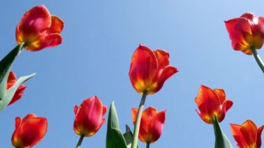 Güneşli bir günde mavi gökyüzüne karşı parkta rüzgarda sallanan kırmızı laleler. Sevgililer günü için tebrik kartı konsepti, anneler günü, uluslararası kadınlar günü, çiçek teslimatı. 4k